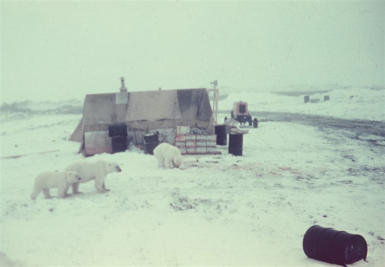 Polar bears foraging for food around the living quarters. Sept 1955.
