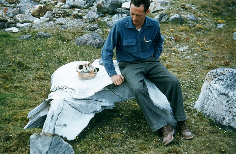 Dick Wright sitting with some old bones found on the Hall Beach (FOX-Main site. Aug 1955.