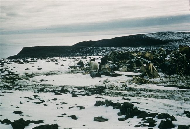 Polar bear in the dump area. A VERY dangerous situation. Aug 1957.