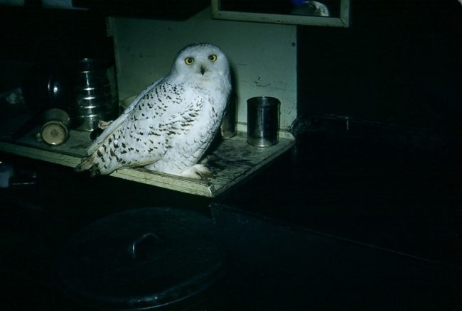 Curious owl in winter colours. Oct 1953.
