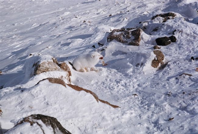 Local Arctic fox looking for lunch. March 1956.